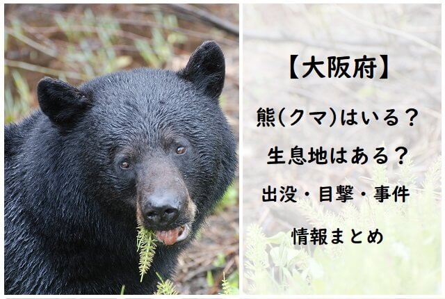 【大阪府】熊(クマ)はいる？生息地や出没・目撃・事件の情報まとめ