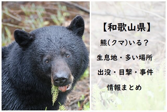 【和歌山県】熊(クマ)いる？生息地と出没・目撃・事件の情報まとめ
