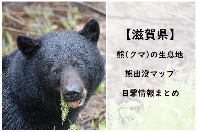 【滋賀県】熊(クマ)生息地/出没マップ/目撃情報・被害・事故まとめ