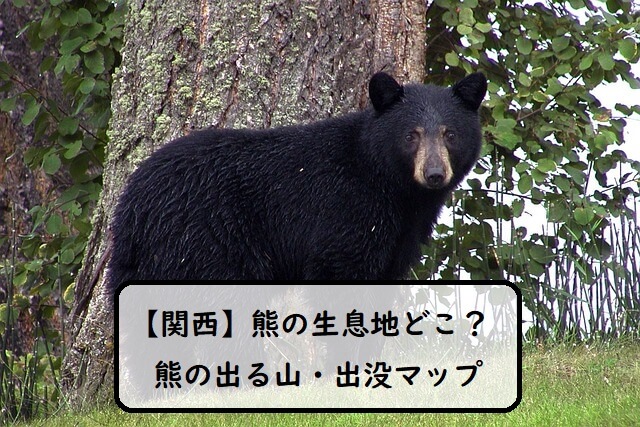 【関西】熊の生息地はどこ？関西で熊の出る山・出没マップまとめ